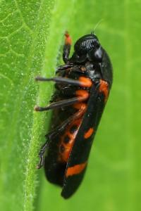 <i>Cercopis intermedia</i>