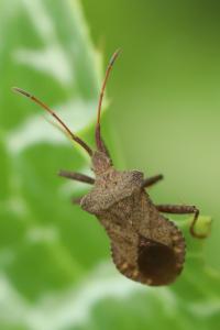 <i>Coreus marginatus</i>