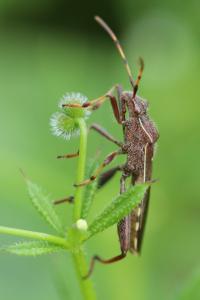 <i>Camptopus lateralis</i>