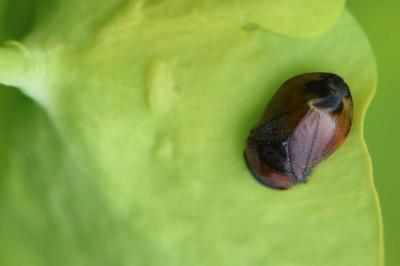 <i>Penthimia nigra</i>