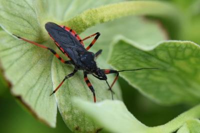 <i>Rhynocoris annulatus</i>