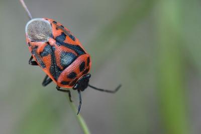 <i>Eurydema ornata</i>