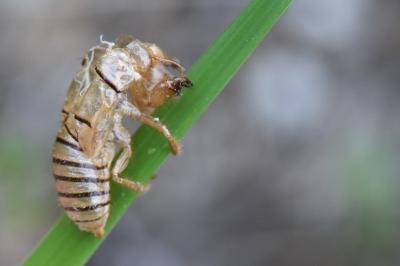 <i>Cicadetta</i>