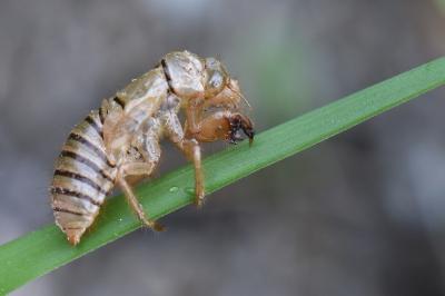 <i>Cicadetta</i>