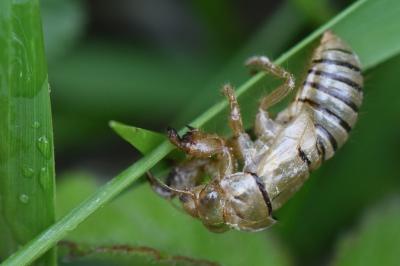 <i>Cicadetta</i>