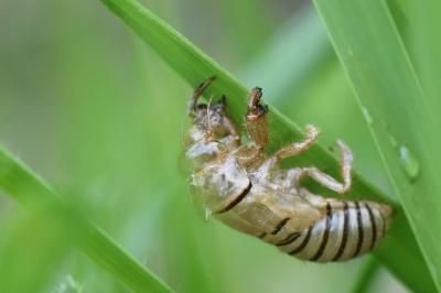 <i>Cicadetta</i>