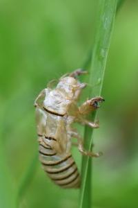 <i>Cicadetta</i>