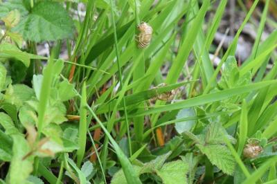 <i>Cicadetta</i>
