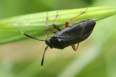 <i>Capsus ater</i>