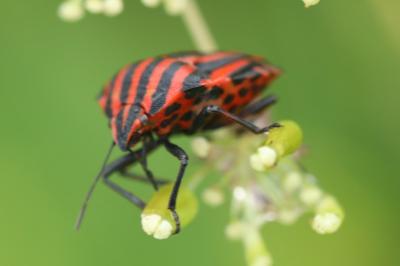 <i>Graphosoma italicum</i>