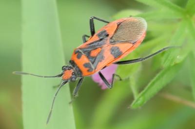 <i>Corizus hyoscyami</i>