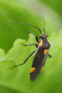 <i>Capsodes flavomarginatus</i>