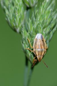 <i>Aelia acuminata</i>