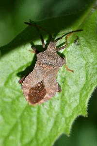 <i>Coreus marginatus</i>