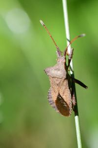 <i>Coreus marginatus</i>