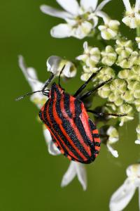 <i>Graphosoma italicum</i>