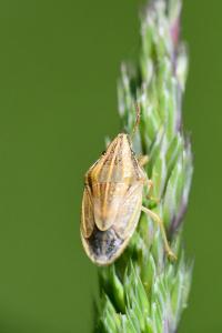 <i>Aelia acuminata</i>