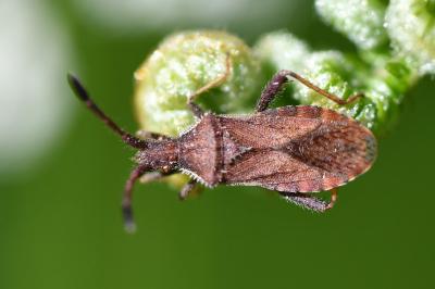<i>Coriomeris denticulatus</i>