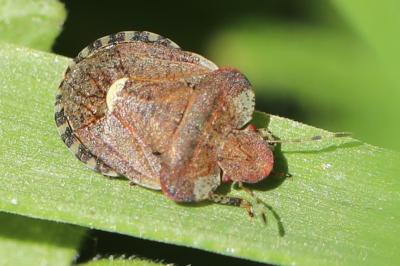 <i>Dyroderes umbraculatus</i>
