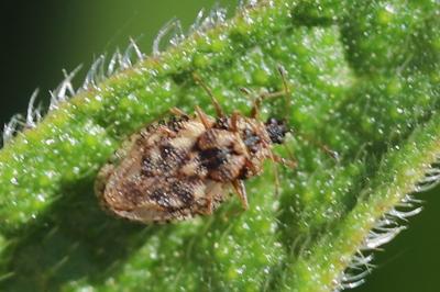 Dictyla humuli