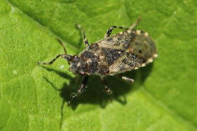 <i>Heterogaster urticae</i>
