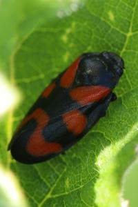 <i>Cercopis vulnerata</i>