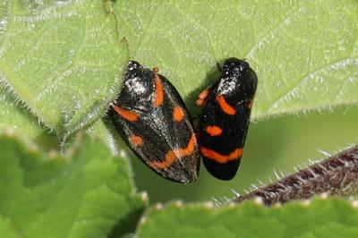 <i>Cercopis intermedia</i>