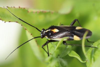 <i>Capsodes sulcatus</i>