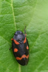 <i>Cercopis intermedia</i>