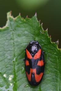 <i>Cercopis vulnerata</i>
