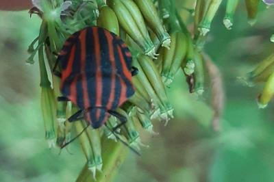 Graphosoma italicum