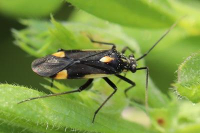 <i>Capsodes sulcatus</i>