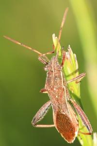 <i>Camptopus lateralis</i>