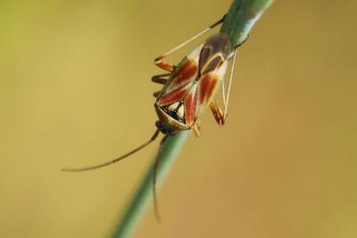 <i>Calocoris roseomaculatus</i>