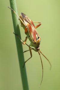 <i>Calocoris roseomaculatus</i>
