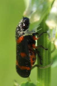 <i>Cercopis intermedia</i>