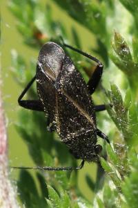 <i>Orthocephalus coriaceus</i>