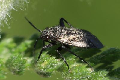 <i>Orthocephalus coriaceus</i>
