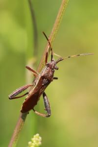 <i>Camptopus lateralis</i>