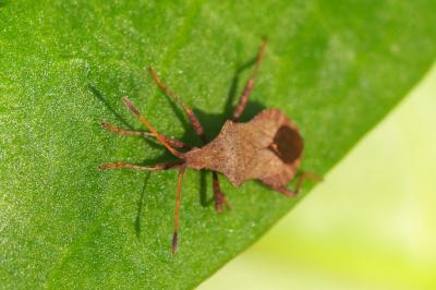 <i>Coreus marginatus</i>