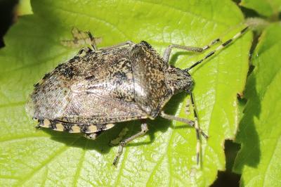 Rhaphigaster nebulosa