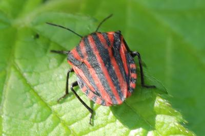 <i>Graphosoma italicum</i>