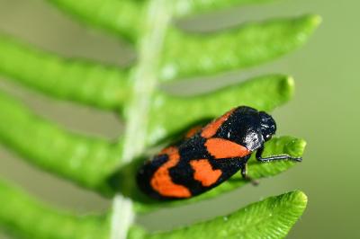 <i>Cercopis vulnerata</i>
