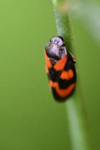 <i>Cercopis vulnerata</i>