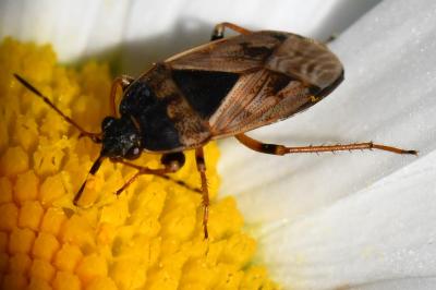 <i>Trapezonotus ullrichi</i>