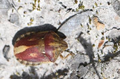 <i>Eurygaster testudinaria</i>