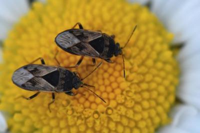 <i>Trapezonotus ullrichi</i>