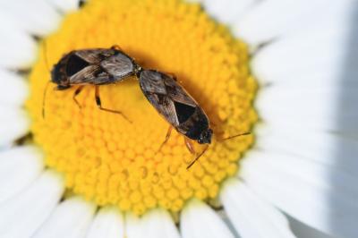 <i>Trapezonotus ullrichi</i>
