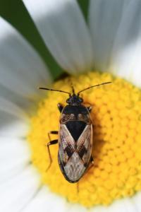 <i>Trapezonotus ullrichi</i>