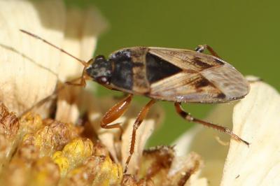 <i>Trapezonotus ullrichi</i>